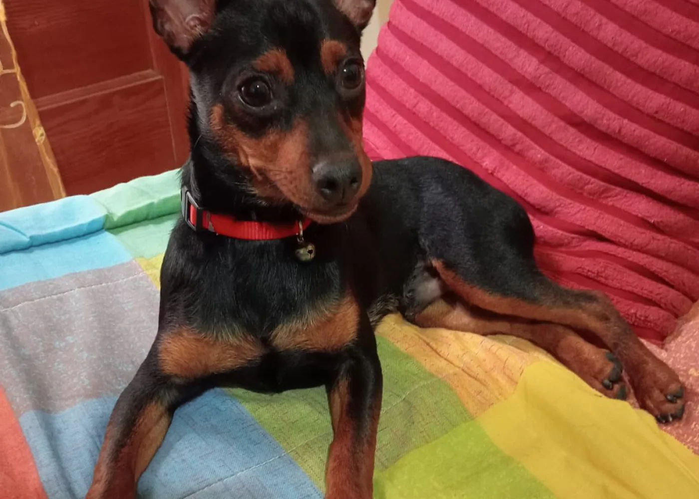 spillo