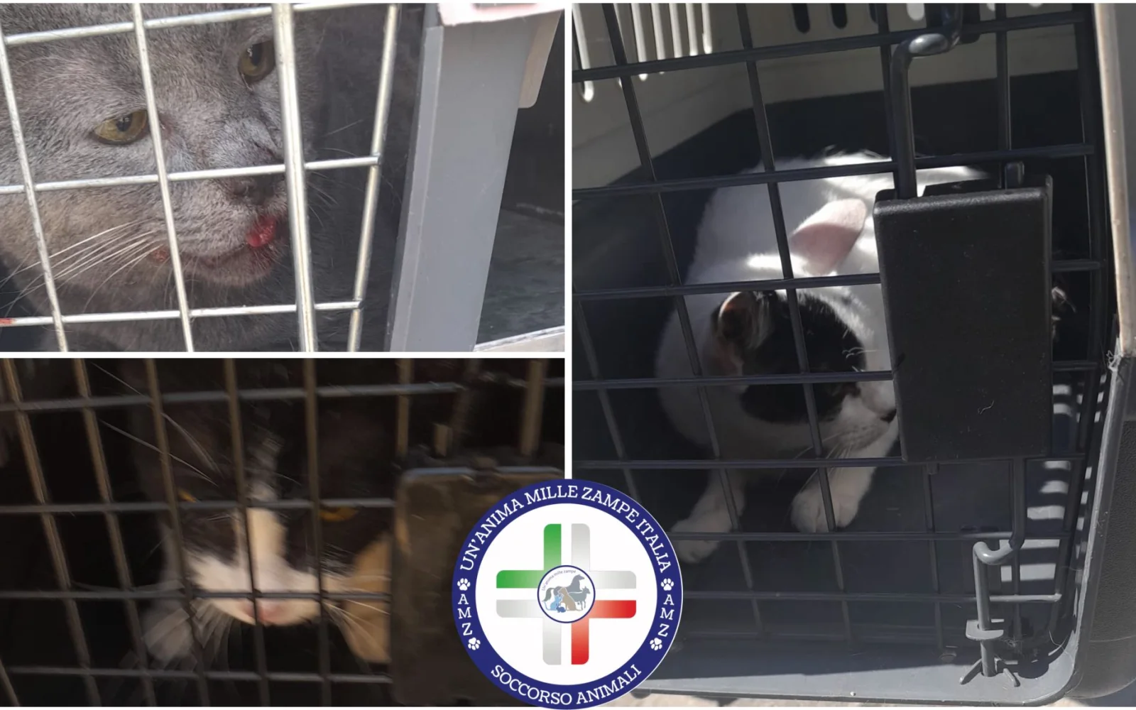 15 Gatti Messina ME Sequestro