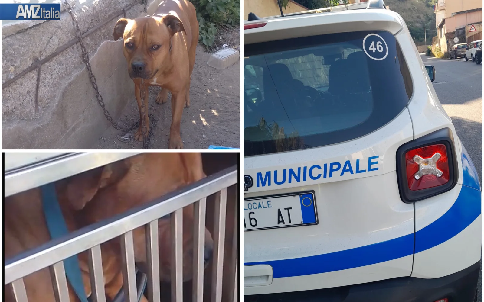 Messina: pitbull liberato dopo anni di catena, intervengono Polizia Municipale e volontari animalisti (VIDEO)