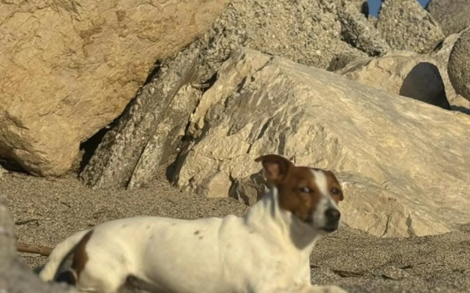 Cane cade in mare al largo di Ganzirri (ME): l’appello della famiglia per ritrovarlo